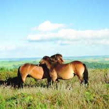 Exmoor National Part - Untamed Somerset