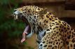 Jaguar - Wikipedia, the free encyclopedia