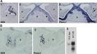 Developmental regulation of Notch signaling genes in the embryonic ...