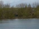 With a flock of seagulls. Photographed from the Bridge Road, to the left of - via Daymix