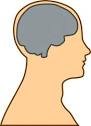 Medical Diagram Of Brain clip art   Download free Other vectors