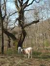 Pasture Grazing Experiment - via Daymix