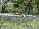 NR8297 : Templewood stone circle and bluebells - via Daymix