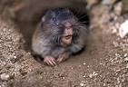 Gophers