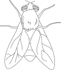 Fly coloring page