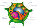 Eukaryotic Cells