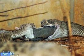 Bildergebnis für ‫سگ واقی وکربه واقی‬‎