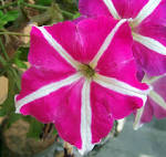 File:<b>Petunia</b>.jpg