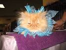 Jersey Kitten Named Cat Champ, Doesn't Care -- Daily Intel