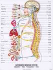 5 Essential Functions of Your Autonomic Nervous System | The Atlas ...