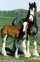 Breeds of Livestock - Clydesdale Horse