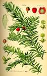File:Illustration <b>Taxus</b>