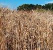Durum - Wikipedia, the free encyclopedia