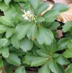 <b>Pachysandra</b> Terminalis