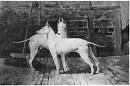 The English White Terrier and Simply Easy Dog Training Blog