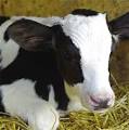 http://www.grobernutrition.com/wp-content/uploads/2009/03/hp_calf.jpg