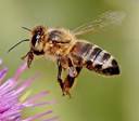 Idaho Honey Bee - Home