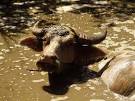 Water Buffalo, Water Buffalo Pictures, Water Buffalo Facts ...
