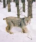 Canada lynx (Lynx canadensis) | Natural History Dictionary