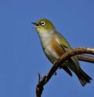 TrekNature | Bird Song Photo