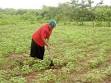 Guar bean cultivation in Zimbabwe | Markets| Practical Action