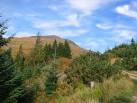 Forest, Glen Chia-aig. Looking north up the glen with Glas-bheinn (732m). - via Daymix