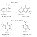 SparkNotes: Structure of Nucleic Acids: Bases, Sugars, and Phosphates