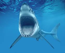    http://t3.gstatic.com/images?q=tbn:ANd9GcQnPcMoYgqz-RwgMxdssVXM6hxlEi1ej-48SBM1d0fCqrZxZMlJ                           