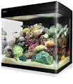 Aquarium as Part of the Interior Little Rock Family Home Housing