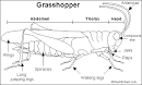Grasshopper- Enchanted Learning Software