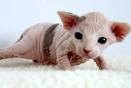 Sphynx, Cat Short Hairy Rare Mutation Results sphynx kittens ... 