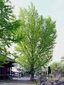 Ginkgo - the maidenhair tree