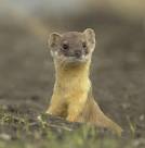 Weasel | Search Results | The Works