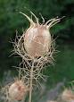 <b>Nigella damascena</b>