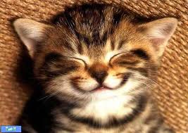 Bildergebnis für ‫سگ واقی وکربه واقی‬‎