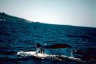 Humpback whale in ocean public - via Daymix
