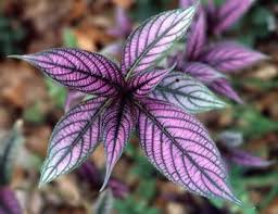 Leaves of the Persian shield (Strobilanthes dyerianus)