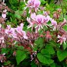 File:Pelargonium sp. in the Temperate Biome at Eden - geograph.org ...