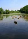 Canada Geese, Valebridge Pond. The western end of the former mill pond is in - via Daymix