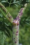 <b>Conium</b> maculatum (poison