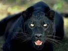 panther2.jpg