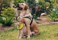 Guide Dogs of America - 21st Century Labor Union - IAMAW