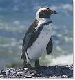 African Penguin: Spensicus demersus