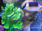 Keeping Coral in a Saltwater Reef Tank Aquarium