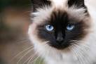 My Birman Cat Prowling | Flickr - Photo Sharing!