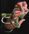 Snakes, Species Guides for Pet Snakes and Other Types of Snakes