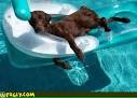 Dog Days of Summer (a friendly reminder from the Guardian campaign)
