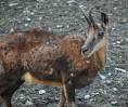 Chamois with <b>infection</b>