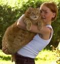 THE WWW FAN WEB PAGE FOR TUBCAT THE FATTEST KITTY EVA :
