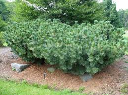 Image result for Pinus pumila